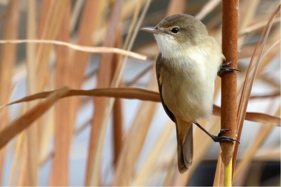 Australian Reed-Warbler (Acrocephalus australis)